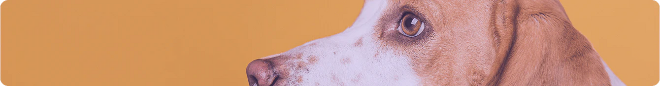 Os / Cuir brut / Parties animales