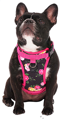 Harnais 3 en 1 Canada Pooch Floral