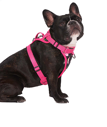 Harnais 3 en 1 Canada Pooch Floral