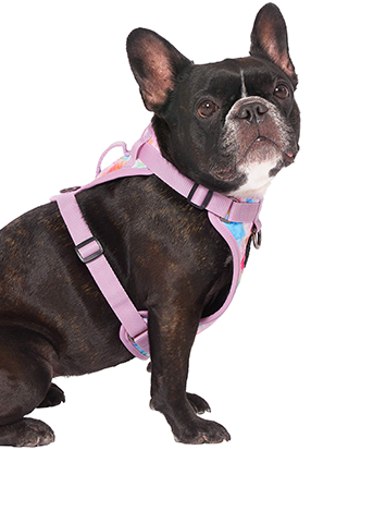 Harnais 3 en 1 Canada Pooch Multicolore