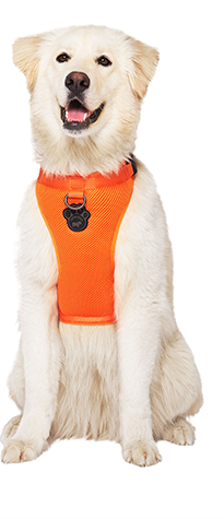 Harnais 3 en 1 Canada Pooch Orange