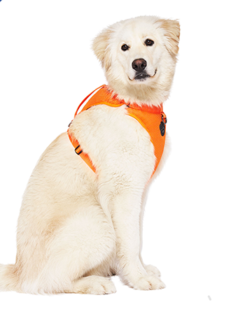 Harnais 3 en 1 Canada Pooch Orange