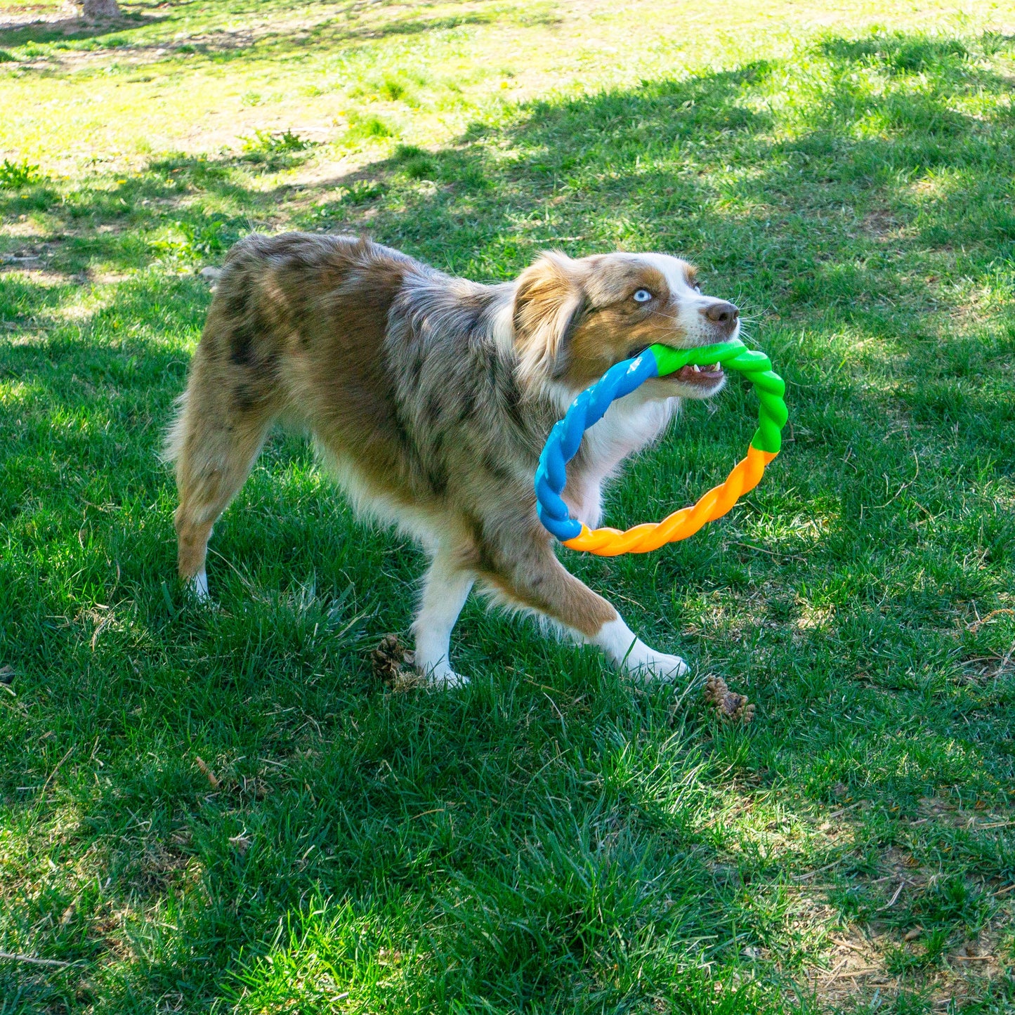 Jouet Pour Chien Anneau ''High-Viz Twistz''- Kong
