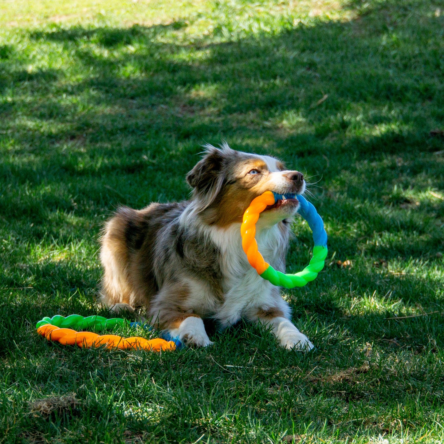Jouet Pour Chien Anneau ''High-Viz Twistz''- Kong