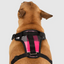 Harnais 3 en 1 Canada Pooch Carrroté Rose