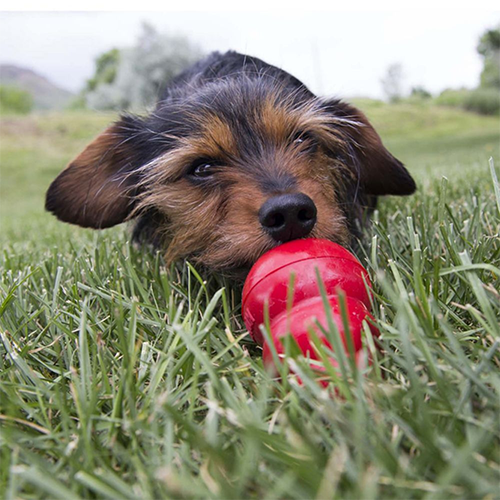 Gâteries pour chien en pâte Kong 'Easy Treat'- Recette au Beurre d'Arachides