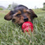 Gâteries pour chien en pâte Kong 'Easy Treat'- Recette au Bacon et Fromage