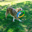Jouet Pour Chien Anneau ''High-Viz Twistz''- Kong