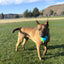 Jouet Pour Chien Balle ''High-Viz Twistz''- Kong