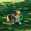 Jouet Pour Chien Anneau ''High-Viz Twistz''- Kong
