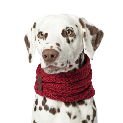 Cache-Cou Pour Chien Canada Pooch