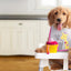 Nourriture Sèche Pour Chien Gold Chiot - Fromm