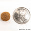 Grain-Free Dry Food with Green Tripe and Bison - PetKind